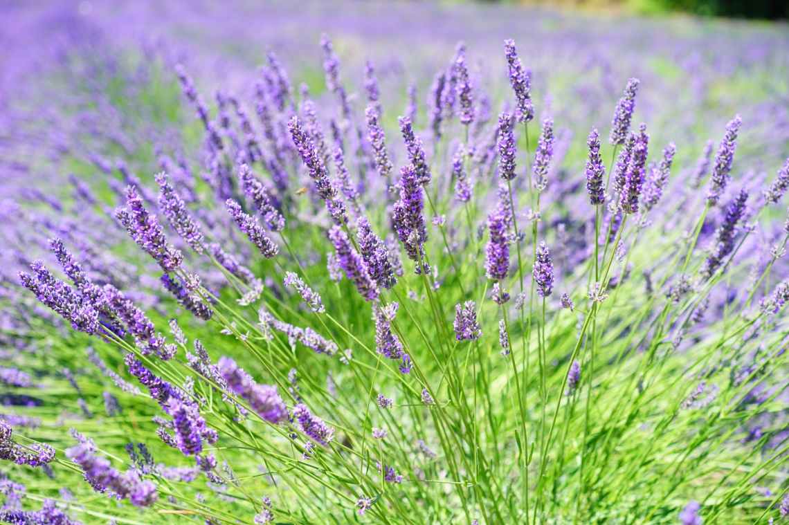 close up photo of lavender growing on field